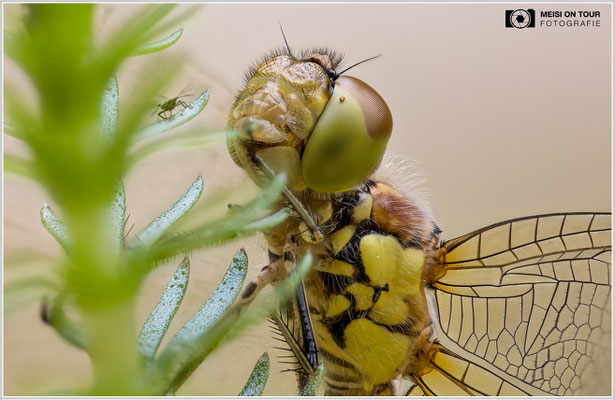 Große Heidelibelle  |  Canon EOS R6, Sigma 150 f/2,8 Makro DG OS HSM mit Telekonverter 2x III (300 mm), ISO 800, 1/200s, f/5,6 Stack (150 Aufnahmen)