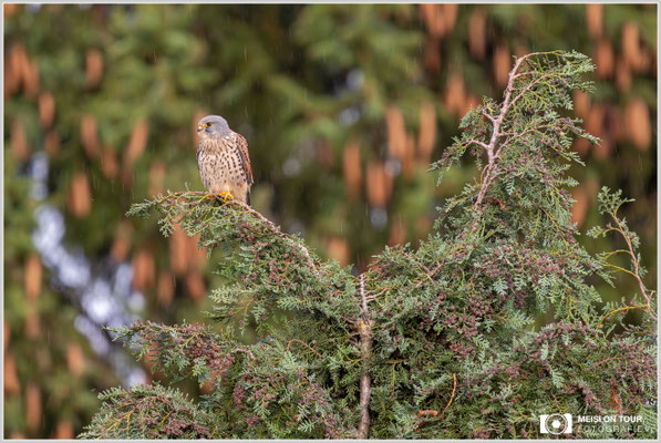Turmfalke  |  Nikon Z9, NIKKOR Z 800 mm 1:6,3 VR S mit TC2,0x (1600 mm), ISO 1600, 1/200s, f/13