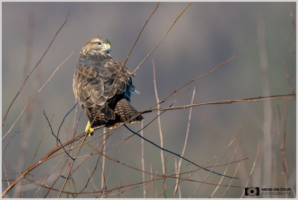 Mäusebussard  |  Nikon Z9, NIKKOR Z 800 mm 1:6,3 VR S, ISO 900, 1/2000s, f/6,3