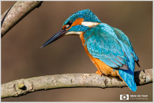 Eisvogel  |  Canon EOS-5D Mark IV, EF 300 f/2,8 L IS II USM mit Telekonverter 2x III (600 mm), ISO 1600, 1/2500s, f/8, Einbeinstativ