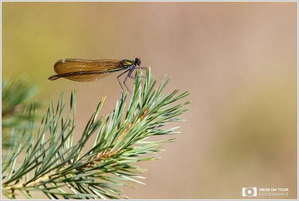 Blauflügel-Prachtlibelle  |  Canon EOS-6D, EF 300 f/2,8 L IS II USM mit Telekonverter 2x III (600 mm), ISO 640, 1/800s, f/8, Einbeinstativ