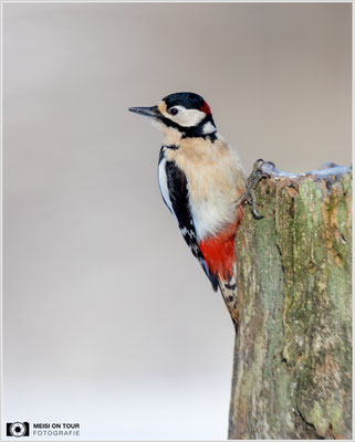 Buntspecht  |  Canon EOS R6, EF 300 f/2,8 L IS II USM mit Telekonverter 2x (600 mm), ISO 1600, 1/2500s, f/7,1, Stativ
