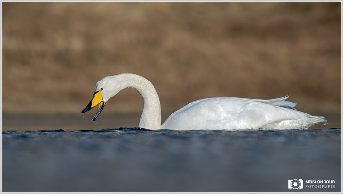 Singschwan bei Ramberg | Nikon Z9, NIKKOR Z 100-400 mm 1:5,6 S +TC 2,0 (800 mm), ISO 450, 1/1600s, f/11