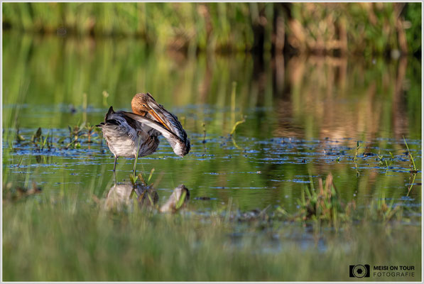 Uferschnepfe  |  Nikon Z8, NIKKOR Z 800 mm 1:6,3 VR S mit TC1,4x (1120 mm), ISO 2200, 1/3200s, f/9