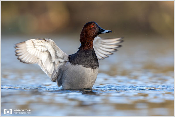 Tafelente  |  Canon EOS R6, EF 300 f/2,8 L IS II USM mit Telekonverter 2x (600 mm), ISO 800, 1/800s, f/7,1