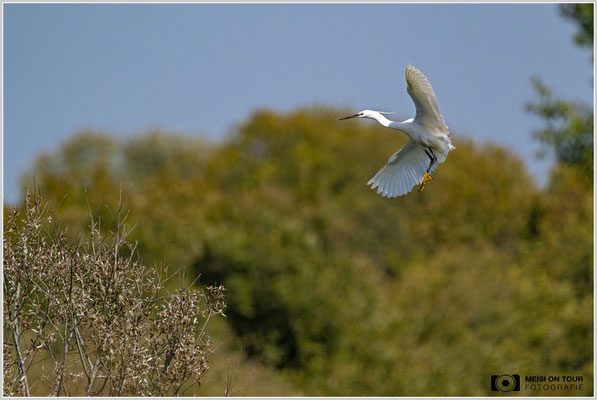 Seidenreiher  |  Nikon Z9, NIKKOR Z 800 mm 1:6,3 VR S mit TC1,4x (1120 mm), ISO 1100, 1/4000s, f/9