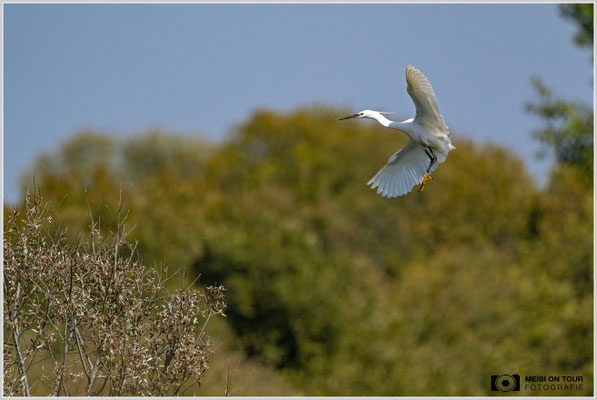 Seidenreiher  |  Nikon Z9, NIKKOR Z 800 mm 1:6,3 VR S mit TC1,4x (1120 mm), ISO 1100, 1/4000s, f/9