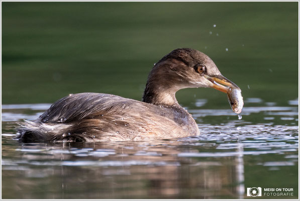 Zwergtaucher  |  Nikon Z9, NIKKOR Z 100–400 mm 1:4,5–5,6 VR S mit TC2,0x (800 mm), ISO 1600, 1/200s, f/11