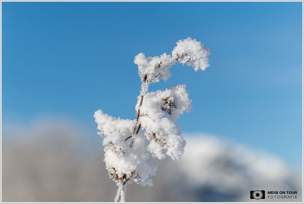 Eiskristalle Tannheimer Tal  |  Nikon Z8, Sony FE 70-200mm F4 Macro G OSS II mit Sony Konverter 1,4 (140mm), ISO 100, 1/640s, f/7,1 Stack 11 Bilder