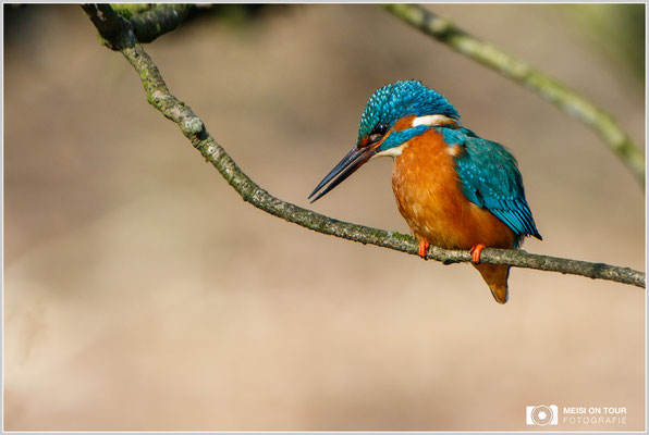 Eisvogel  |  Canon EOS-7D Mark II, EF 300 f/2,8 L IS II USM mit Telekonverter 2x III (600 mm), ISO 250, 1/800s, f/6,3, Einbeinstativ