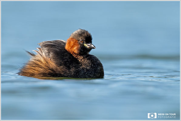 Zwergtaucher  |  Nikon Z8, NIKKOR Z 800 mm 1:6,3 VR S mit TC1,4x (1120 mm), ISO 720, 1/1000s, f/9