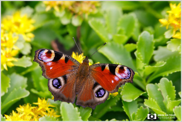 Tagpfauenauge  |  Canon EOS-5D Mark IV, EF 300 f/2,8 L IS II USM, ISO 320, 1/800s, f/5, Einbeinstativ