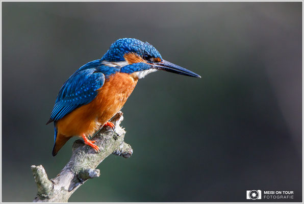 Eisvogel  |  Canon EOS-5D Mark IV, EF 300 f/2,8 L IS II USM mit Telekonverter 2x III (600 mm), ISO 4000, 1/2500s, f/7,1, Einbeinstativ