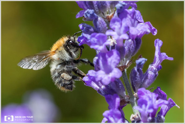 Hummel  |  Canon EOS-5D Mark IV, Sigma 150 f/2,8 Makro DG OS HSM, ISO 800, 1/1000s, f/8, Winkelsucher