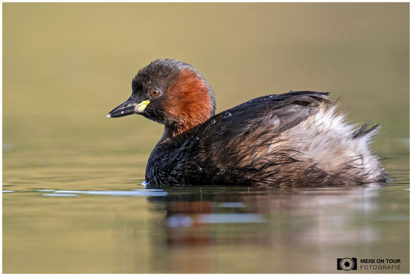 Zwergtaucher  |  Nikon Z9, NIKKOR Z 800 mm 1:6,3 VR S mit TC1,4x (1120 mm), ISO 800, 1/800s, f/9