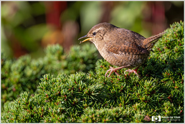 Zaunkönig  |  Nikon Z9, NIKKOR Z 800 mm 1:6,3 VR S mit TC1,4x (1120 mm), ISO 2200, 1/3200s, f/9