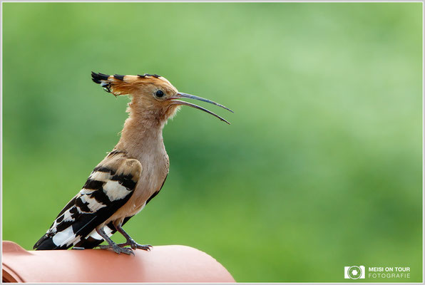 Wiedehopf  |  Canon EOS-7D Mark II, EF 300 f/2,8 L IS II USM mit Telekonverter 2x III (600 mm), ISO 200, 1/800s, f/6,3, Einbeinstativ