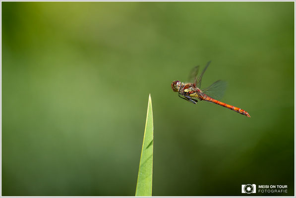 Große Heidelibelle  |  Nikon Z9, NIKKOR Z 100–400 mm 1:4,5–5,6 VR S (400 mm), ISO 800, 1/1600s, f/7,1