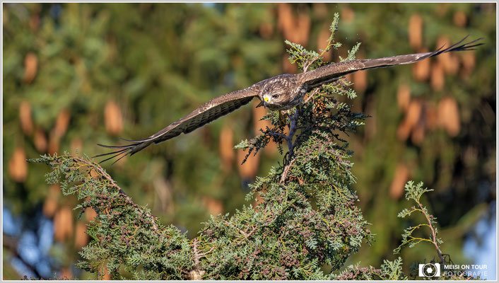 Mäusebussard  |  Nikon Z9, NIKKOR Z 800 mm 1:6,3 VR S mit TC1,4x (1120 mm), ISO 640, 1/800s, f/9