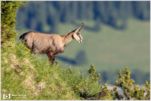 Gams  |  Canon EOS R6, EF 300 f/2,8 L IS II USM mit Telekonverter 2x (600 mm), ISO 400, 1/800s, f/7,1
