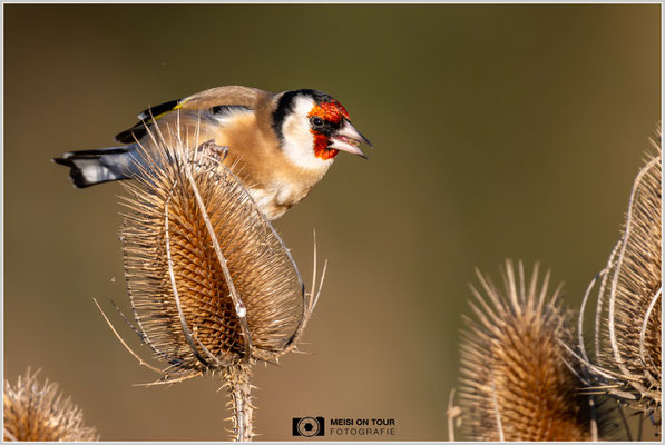 Stieglitz an Weber-Karde  |  Nikon Z9, NIKKOR Z 800 mm 1:6,3 VR S mit TC1,4x (1120 mm), ISO 2000, 1/3200s, f/9