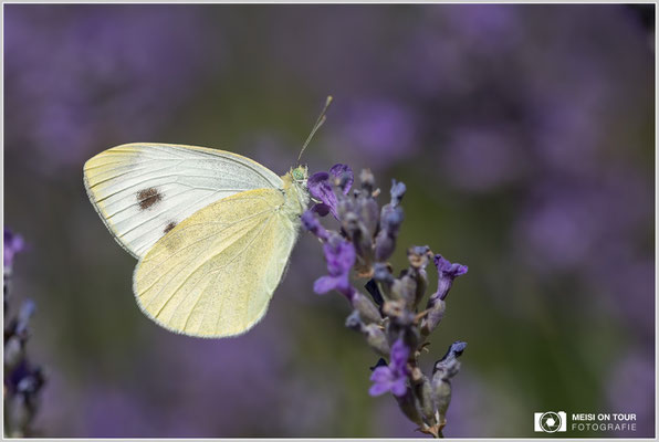 Großer Kohlweißling  |  Canon EOS-5D Mark IV, Sigma 150 f/2,8 Makro DG OS HSM mit Telekonverter 1,4x III (210 mm), ISO 200, 1/1600s, f/5, Einbeinstativ