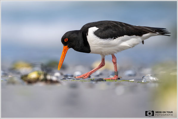 Austernfischer  |  Nikon Z9, NIKKOR Z 800 mm 1:6,3 VR S, ISO 450, 1/2000s, f/6,3