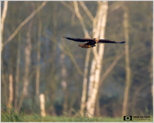 Rohrweihe  |  Nikon Z9, NIKKOR Z 800 mm 1:6,3 VR S mit TC1,4x (1120 mm), ISO 5000, 1/2500s, f/9