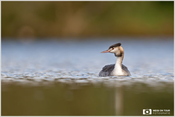 Haubentaucher  |  Nikon Z9, NIKKOR Z 800 mm 1:6,3 VR S, ISO 1250, 1/1250s, f/6,3