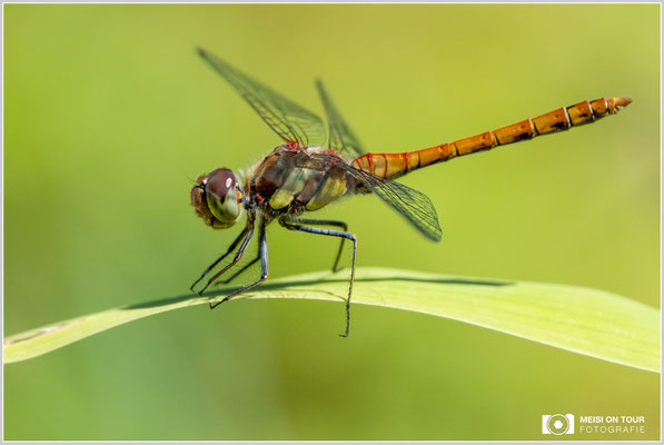 Große Heidelibelle  |  Nikon Z9, NIKKOR Z 100–400 mm 1:4,5–5,6 VR S (400 mm), ISO 800, 1/1600s, f/8