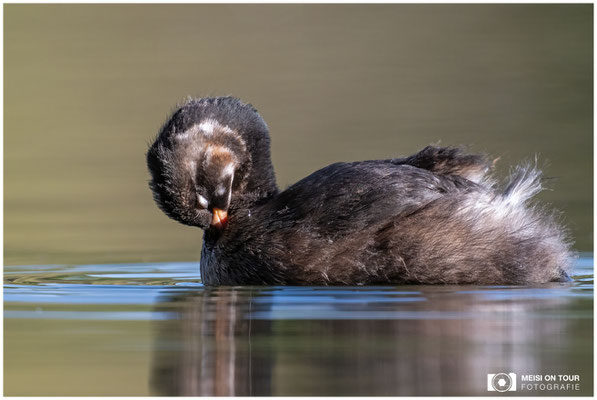 Zwergtaucher  |  Nikon Z8, NIKKOR Z 800 mm 1:6,3 VR S mit TC1,4x (1120 mm), ISO 1000, 1/1000s, f/9