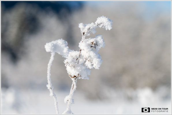 Eiskristalle Tannheimer Tal  |  Nikon Z8, Sony FE 70-200mm F4 Macro G OSS II mit Sony Konverter 1,4 (160mm), ISO 100, 1/640s, f/5,6 Stack 8 Bilder