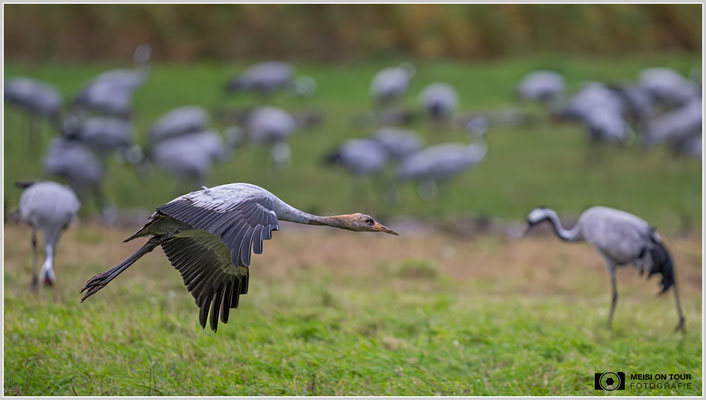 Kranich Jungtier  |  Nikon Z9, NIKKOR Z 800 mm 1:6,3 VR S, ISO 3200, 1/1600s, f/6,3