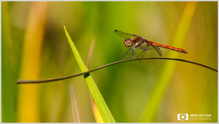 Große Heidelibelle  |  Canon EOS-5D Mark IV, EF 300 f/2,8 L IS II USM mit Telekonverter 2x III (600 mm), ISO 500, 1/1000s, f/8, Einbeinstativ
