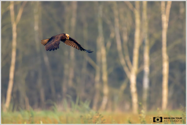 Rohrweihe  |  Nikon Z9, NIKKOR Z 800 mm 1:6,3 VR S mit TC1,4x (1120 mm), ISO 5600, 1/2500s, f/9