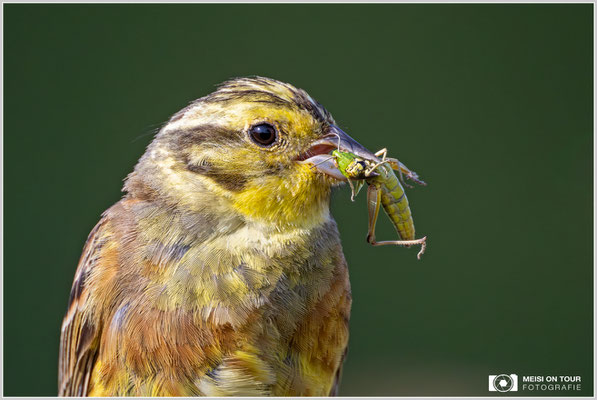 Goldammer  |  Nikon Z9, NIKKOR Z 800 mm 1:6,3 VR S mit TC1,4x (1120 mm), ISO 1800, 1/2500s, f/9