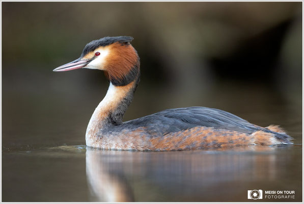 Haubentaucher  |  Canon EOS R6, EF 300 f/2,8 L IS II USM mit Telekonverter 2x (600 mm), ISO 1600, 1/500s, f/7,1