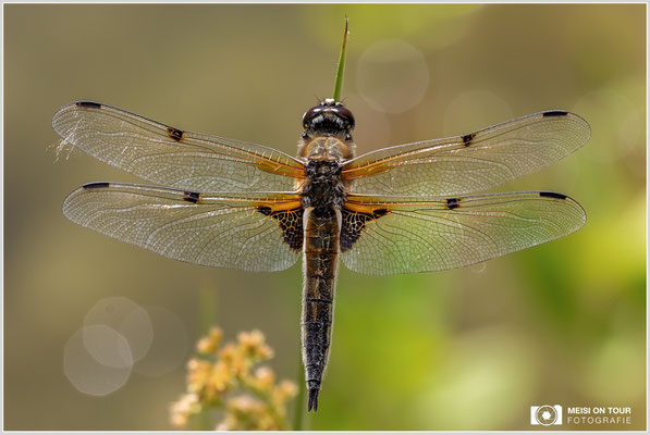 Vierfleck  |  Canon EOS R6, Sigma 150 f/2,8 Makro DG OS HSM mit Telekonverter 1,4x III (210 mm), ISO 800, 1/500s, f/10