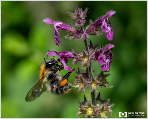 Ackerhummel an Wald-Ziest |  Nikon Z9, NIKKOR Z MC 105 1:2,8 VR S, ISO 2000, 1/2000s, f/11