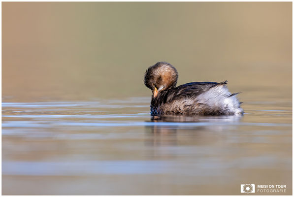 Zwergtaucher  |  Nikon Z9, NIKKOR Z 800 mm 1:6,3 VR S mit TC1,4x (1120 mm), ISO 2000, 1/1250s, f/9