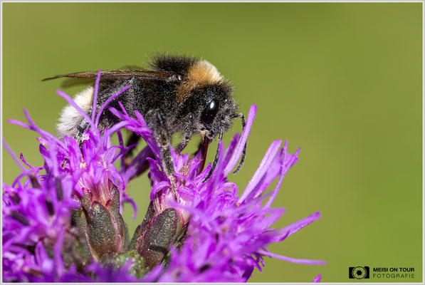 Keusche Kuckuckshummel an Ährige Prachtscharte |  Nikon Z9, NIKKOR Z MC 105 1:2,8 VR S, ISO 720, 1/1250s, f/10
