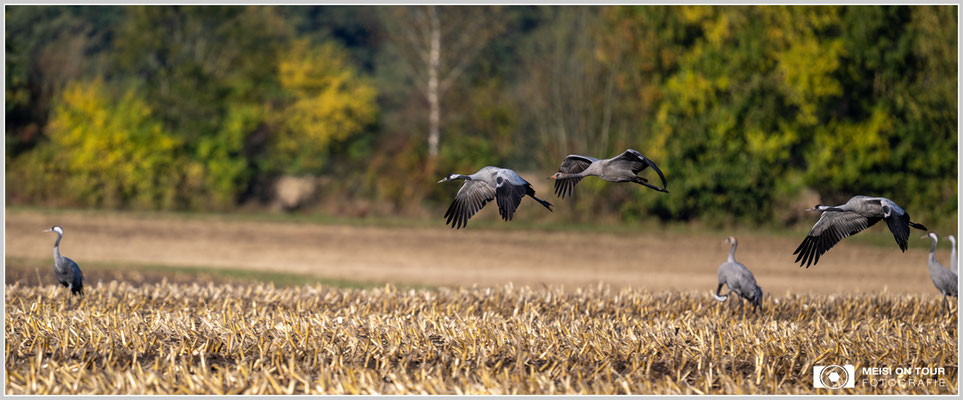 Kraniche beim morgentlichen Anflug zu den Futterplätzen  |  Nikon Z9, NIKKOR Z 800 mm 1:6,3 VR S, ISO 250, 1/1000s, f/6,3