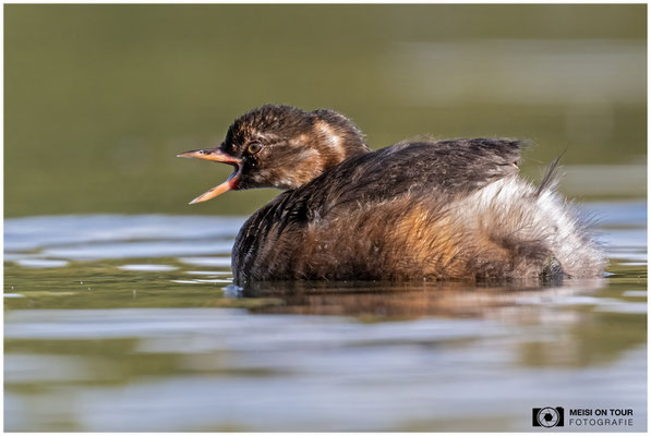 Zwergtaucher  |  Nikon Z9, NIKKOR Z 800 mm 1:6,3 VR S mit TC1,4x (1120 mm), ISO 900, 1/800s, f/9