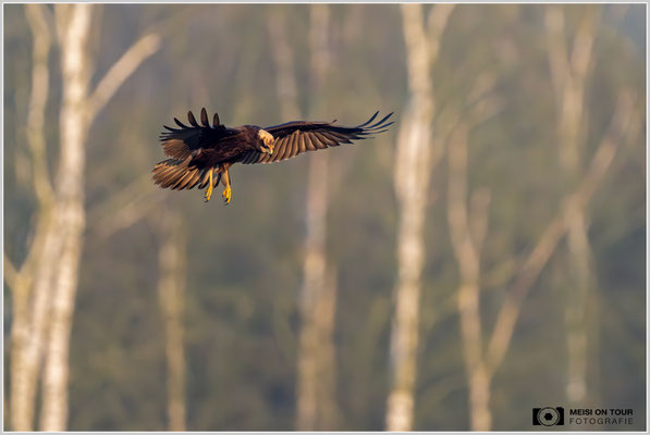 Rohrweihe  |  Nikon Z9, NIKKOR Z 800 mm 1:6,3 VR S mit TC1,4x (1120 mm), ISO 5000, 1/2500s, f/9