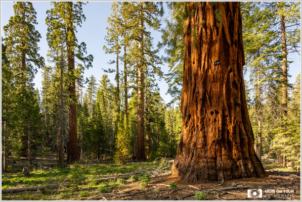 Sequoia im Mariposa Grove Yosemite NP | Nikon Z8, NIKKOR Z 24-120 mm 1:4 S (24 mm), ISO 400, 1/50, f/18
