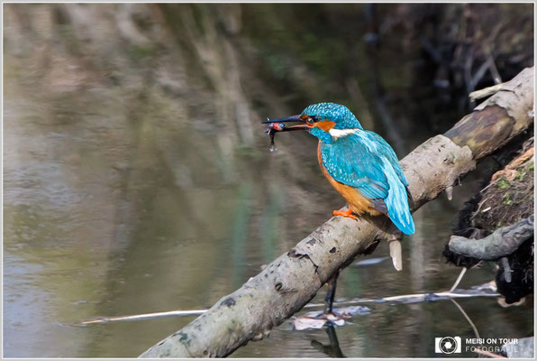 Eisvogel  |  Canon EOS-5D Mark IV, EF 300 f/2,8 L IS II USM mit Telekonverter 2x III (600 mm), ISO 3200, 1/1600s, f/8, Einbeinstativ
