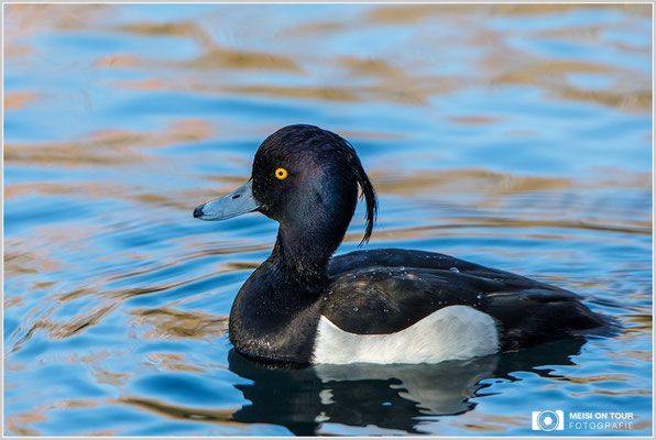 Reiherente  |  Canon EOS-5D Mark IV, EF 300 f/2,8 L IS II USM mit Telekonverter 2x III (600 mm), ISO 1600, 1/640s, f/7,1, Einbeinstativ