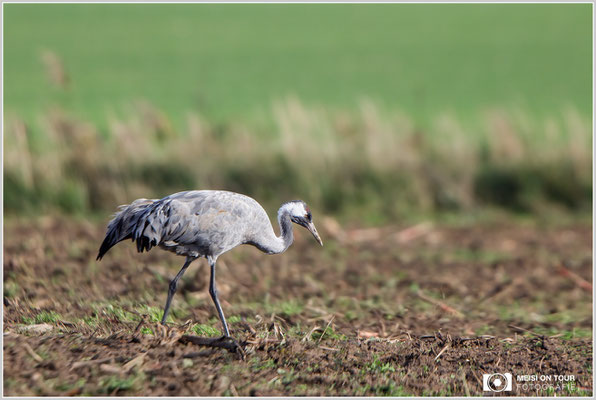 Grauer Kranich  |  Canon EOS-5D Mark IV, EF 300 f/2,8 L IS II USM mit Telekonverter 2x III (600 mm), ISO 320, 1/1000s, f/5,6, Reissack im Autofenster