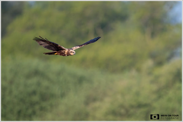 Rohrweihe  |  Nikon Z8, NIKKOR Z 800 mm 1:6,3 VR S mit TC1,4x (1120 mm), ISO 1800, 1/2000s, f/9