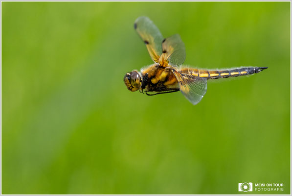 Vierfleck  |  Nikon Z9, NIKKOR Z 100–400 mm 1:4,5–5,6 VR S (350 mm), ISO 1250, 1/2500s, f/8